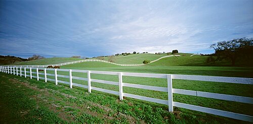 Two horses in a field, Los Olivas, California, USA