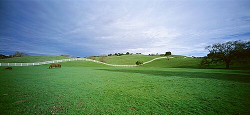 Horses grazing in a field, Los Olivas, California, USA