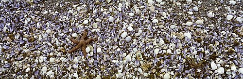 Close-up of mussels and a starfish