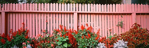 Close-up of flowers growing near a fence