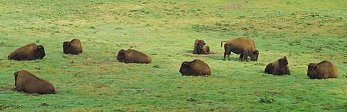 Group of American Bisons grazing in a field, San Francisco, California, USA