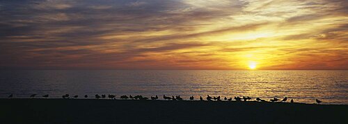 Sunset over a sea, Gulf of Mexico, Venice Beach, Venice, Florida, USA