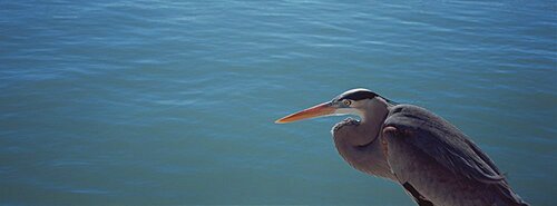 High angle view of a Great blue heron looking over water (Ardea herodias)