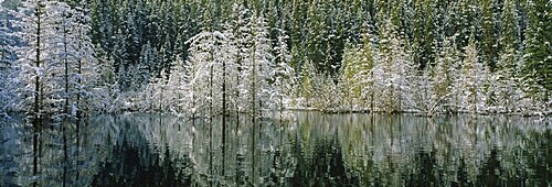 Reflected snow covered trees Canmore Alberta Canada