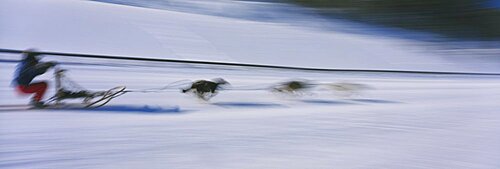 Dog sledding Canmore Alberta Canada