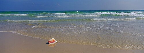 Shell on the beach, Alabama, Gulf of Mexico, USA