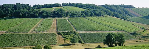 High angle view of vineyards, Chablis, Burgundy, France