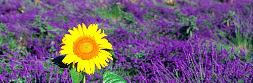 Lone sunflower in Lavender Field, France