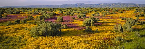 High angle view of wildflowers in a landscape, Santa Rosa, Sonoma Valley, California, USA