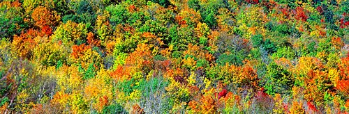 Fall Foliage Catskill Park NY USA