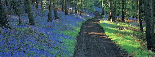 Bluebells, Gloucestershire, Cotswolds, UK