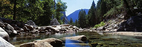 Mountain behind pine trees, Tenaya Creek, Yosemite National Park, California, USA