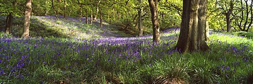 Bluebells in a forest, Newton Wood, Texas, USA