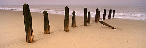 Logs on the beach, Spurn, Yorkshire, England