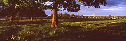 Trees on a landscape, Beverley Westwood, Beverley, East Yorkshire, England