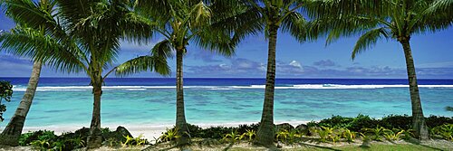 Palm trees on the beach, Cook Islands, French Polynesia