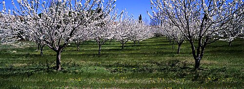 Cherry trees in a field, Provence, France