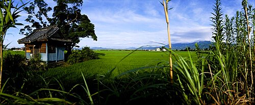 Rice paddies in a field, Saga Prefecture, Kyushu, Japan