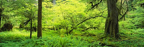 Trees in the forest, Soleduck Valley, Olympic National Park, Washington State, USA