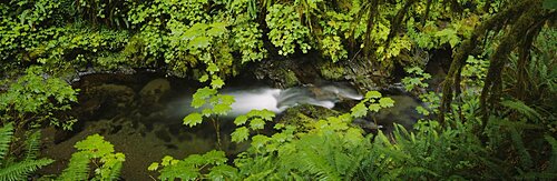 High angle view of a lake in the forest, Willaby Creek, Olympic National Forest, Washington State, USA