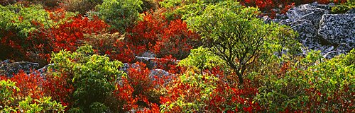 Trees in the forest, Dolly Sods Wilderness, Monongahela National Forest, West Virginia, USA