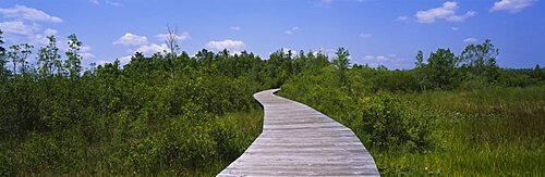 Boardwalk in the forest, Okefenokee National Wildlife Refuge, Georgia, USA