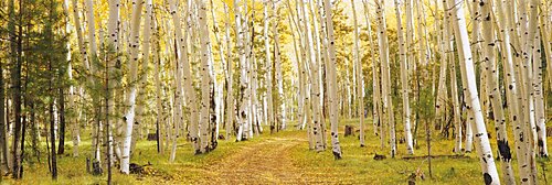 Aspen trees in a forest, Dixie National Forest, Utah, USA