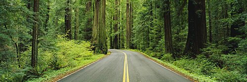 Empty road passing through a forest, Grizzly Creek Redwoods State Park, California, USA