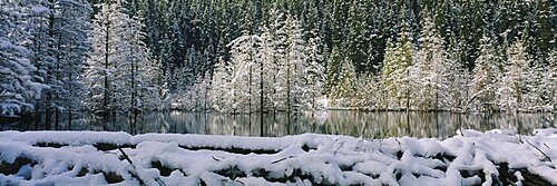 Reflection of trees on water, Beaver Pond, Canmore, Alberta, Canada