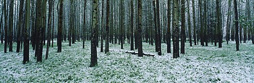 Aspen trees in a forest, Banff National Park, Alberta, Canada