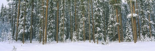 Aspen trees in a forest, Banff National Park, Alberta, Canada