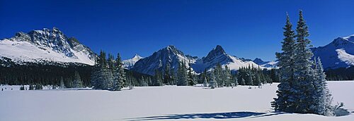 Trees on a snow covered landscape, Astoria Valley, Jasper National Park, Alberta, Canada