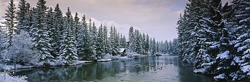 Evergreen trees covered with snow, Policeman's Creek, Canmore, Alberta, Canada