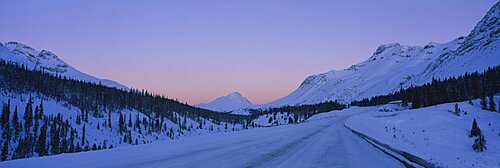 Trees on a polar landscape, Sunwapta Pass, Icefields Parkway, Banff National Park, Alberta, Canada