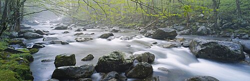 River flowing through the forest, Little Pigeon River, Great Smoky Mountains National Park, Tennessee, USA