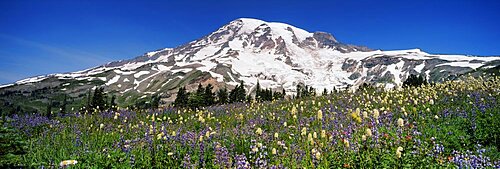 Snowcapped mountain on a landscape, Mt Rainier, Mt Rainier National Park, Washington State, USA