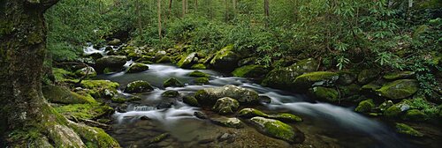 High angle view of stream flowing through a forest, Great Smoky Mountains National Park, Tennessee, USA