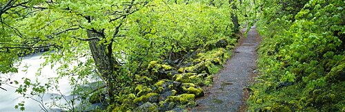 Path along a river in the forest, Burney Creek, Mcarthur-Burney Falls Memorial State Park, California, USA