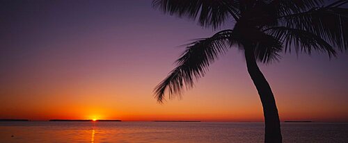 Silhouette of a palm tree at sunrise, Everglades National Park, Florida, USA