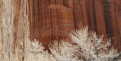 Trees near a rock formation, Capitol Reef National Park, Utah, USA