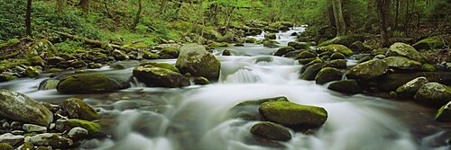 Stream flowing through the forest, Great Smoky Mountains National Park, Tennessee, USA