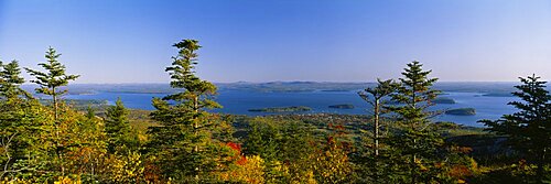 Trees in a forest, Frenchman Bay, Acadia National Park, Maine, USA