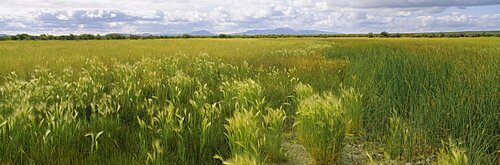 Panoramic view of a field, Crook County, Oregon, USA