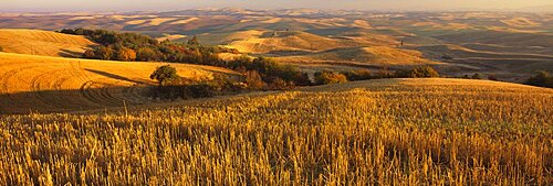 Wheat field on a landscape, Palouse Region, Whitman County, Washington State, USA