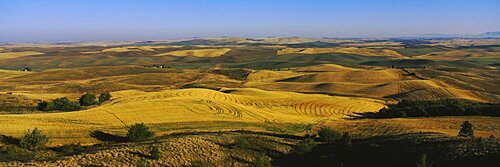 Harvested wheat field on a landscape, Palouse Region, Whitman County, Washington State, USA