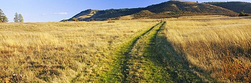 Tire tracks on a field, Columbia River Gorge National Scenic Area, Oregon, USA