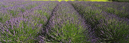 Field of lavender, Jardin Du Soleil, Sequim, Clallam County, Washington State, USA