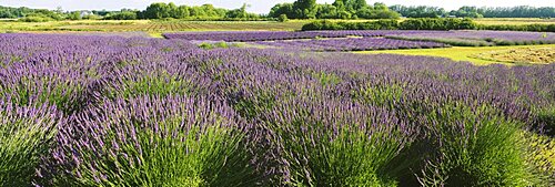 Field of lavender, Jardin Du Soleil, Sequim, Clallam County, Washington State, USA