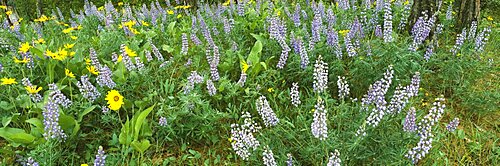 High angle view of flowers in a field, Lupine, Arrowleaf Balsamroot, Rowena Plateau, Oregon, USA