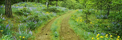 Tire tracks on a field, Lupine, Arrowleaf Balsamroot, Oregon, USA